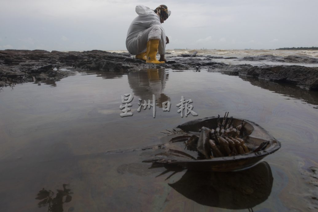 海上灾难 油污害死鲎