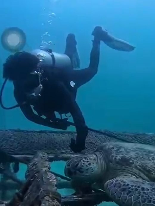 游客触摸海龟使用鱼叉射鱼 野生动物局及渔业局调查