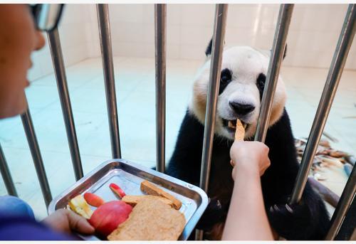 看世界)韩国大邱市长提出希望中国赠送一对大熊猫