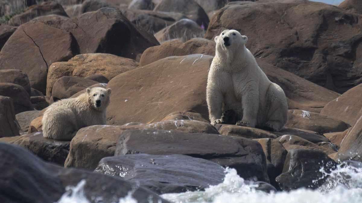 研究：温度再升2摄氏度 加拿大哈德逊湾北极熊恐灭绝