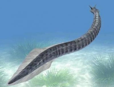 科学家翻转“皮卡虫”化石 改写脊索动物演化史