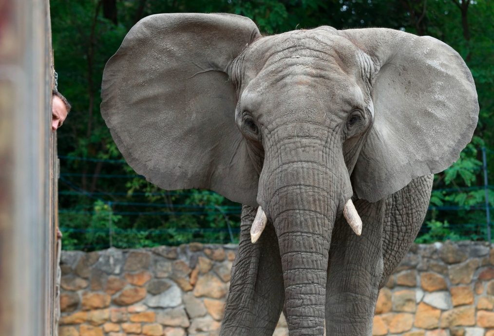 美国游客在非洲被大象扔下车踩死  今年第二起