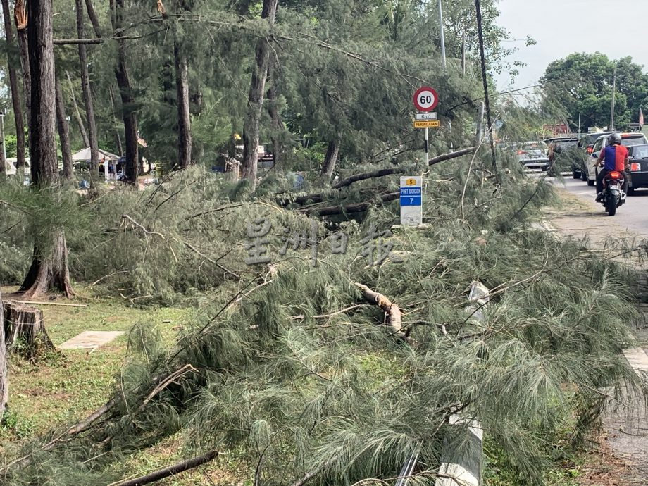 芦骨至波德申海滨区清晨狂风暴雨 处处倒树 屋顶被掀开