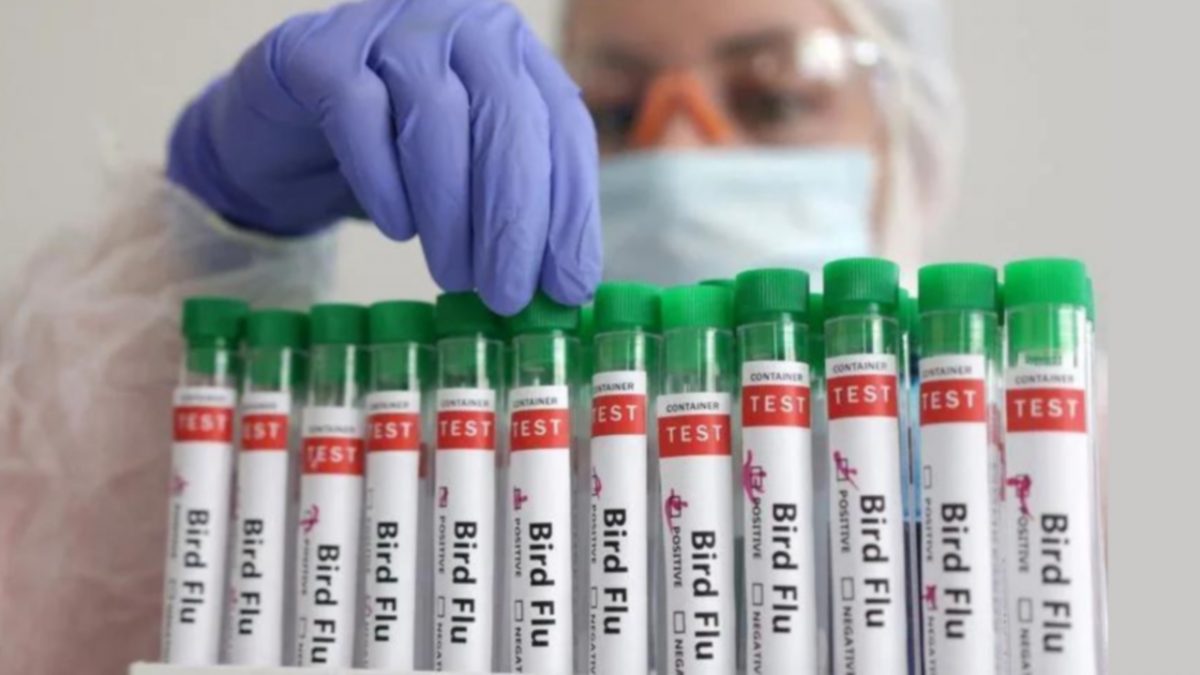 芬兰成世上首个施打禽流感疫苗国家 最早下周开始