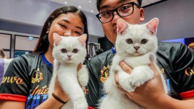 菲律賓辦首屆世界貓展  15國上百隻喵星人“參展”