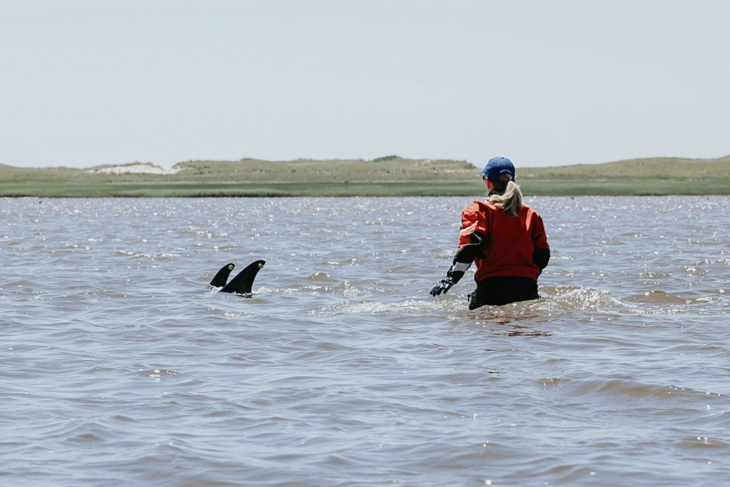 逾120只海豚集体搁浅 救援人员努力营救