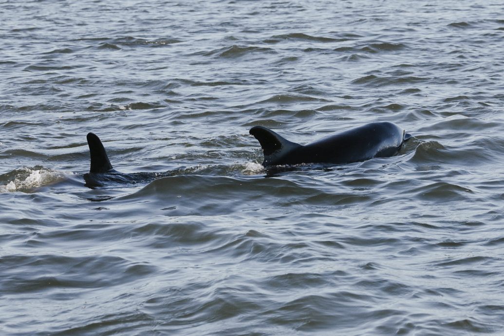 逾120只海豚集體擱淺 救援人員努力營救