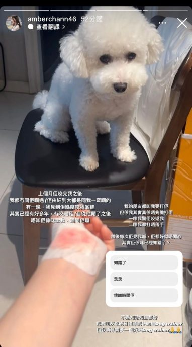 陳若思PO駭人血照 被愛犬咬傷急尋訓練師