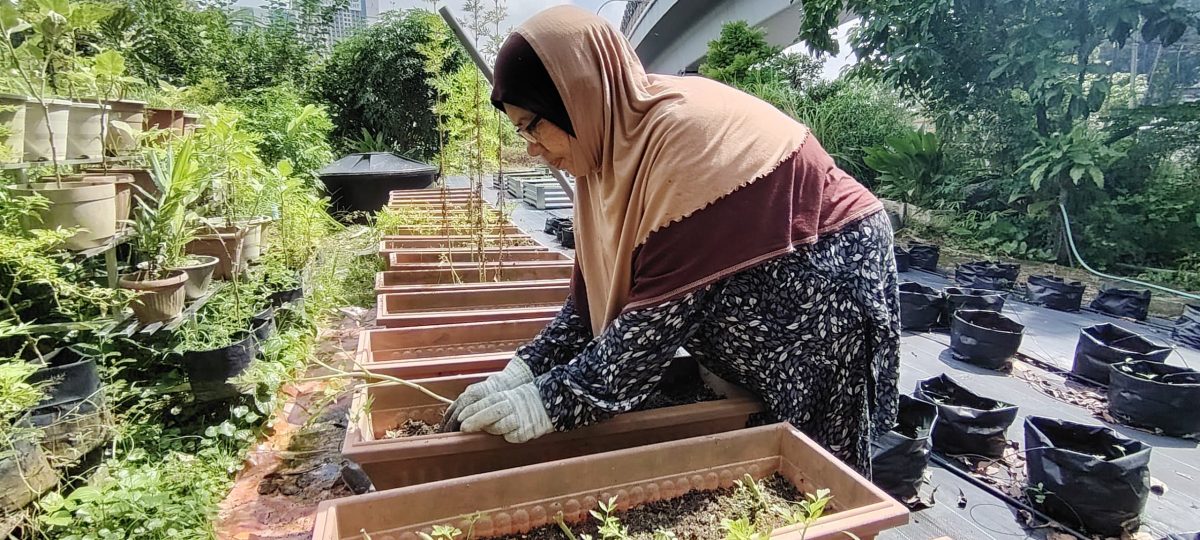 （6月5日见报）绿意盎然 | 捷运轨道下辟城市菜园 组屋居民耕耘出绿意