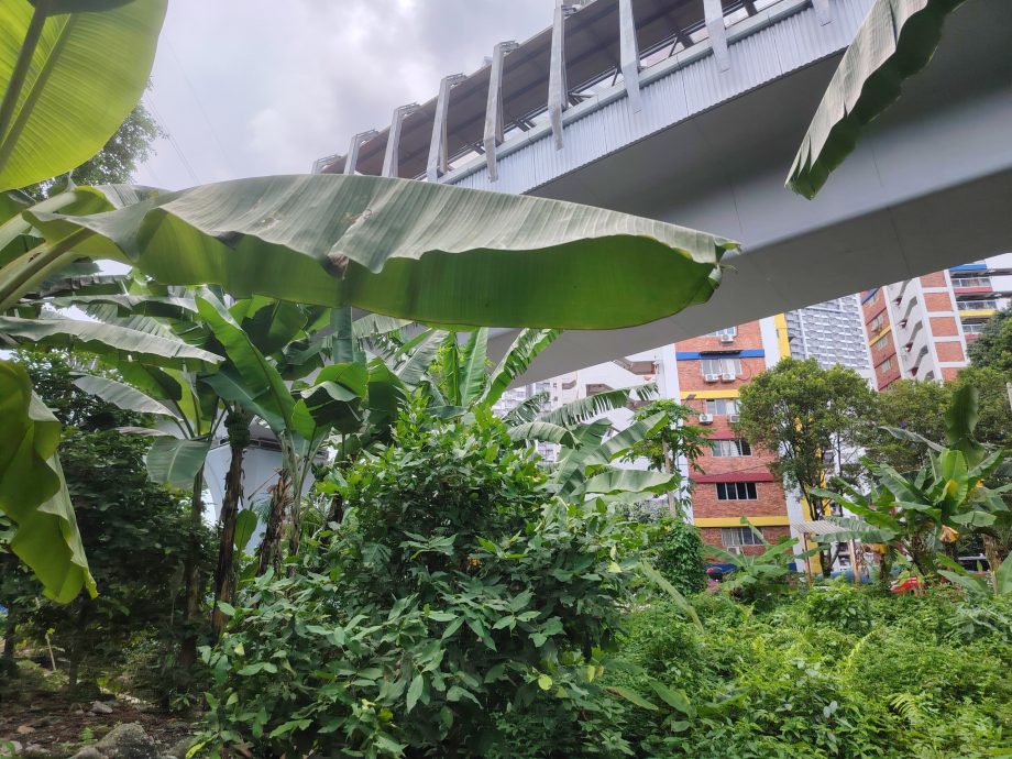 （6月5日見報）綠意盎然 | 捷運軌道下闢城市菜園 組屋居民耕耘出綠意