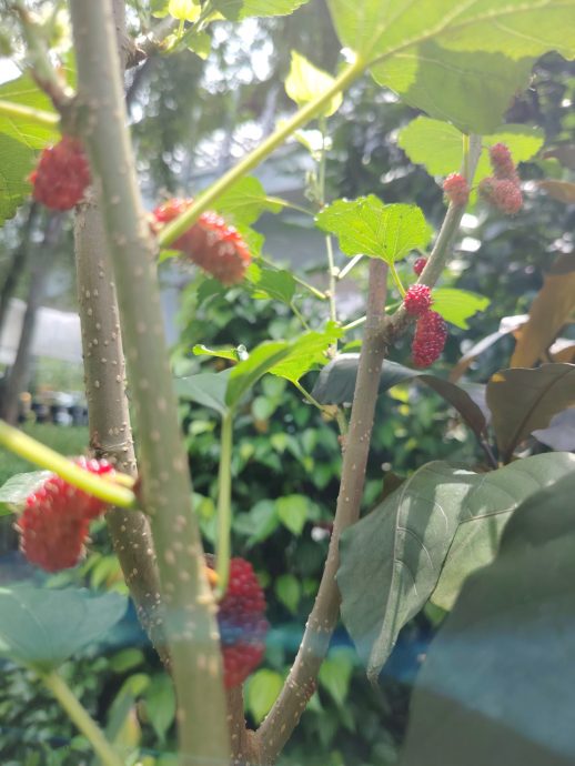 （6月5日見報）綠意盎然 | 捷運軌道下闢城市菜園 組屋居民耕耘出綠意