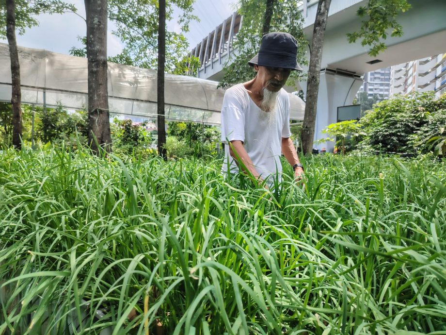 （6月5日見報）綠意盎然 | 捷運軌道下闢城市菜園 組屋居民耕耘出綠意