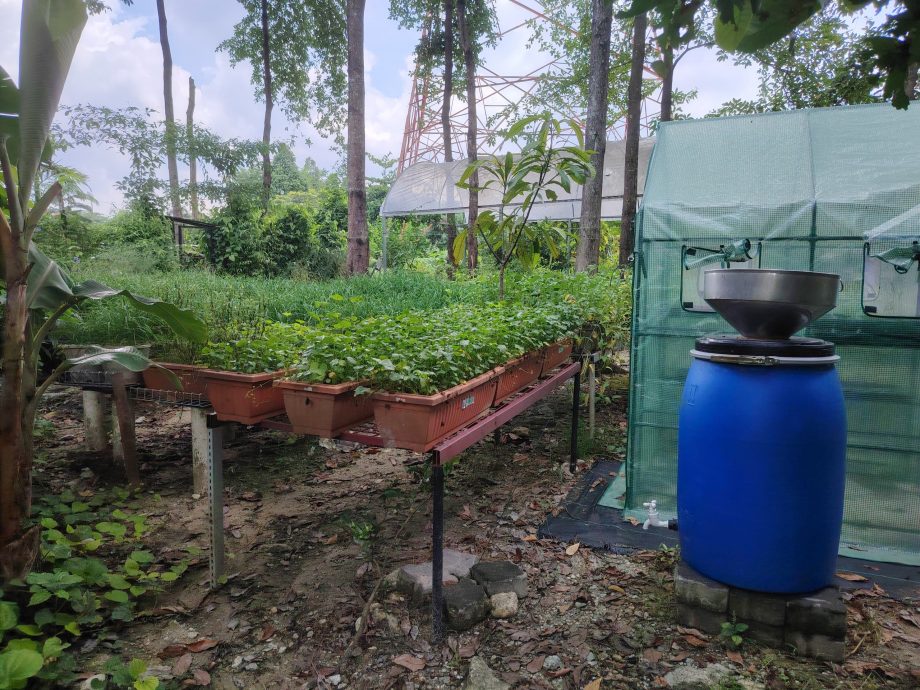 （6月5日见报）绿意盎然 | 捷运轨道下辟城市菜园 组屋居民耕耘出绿意