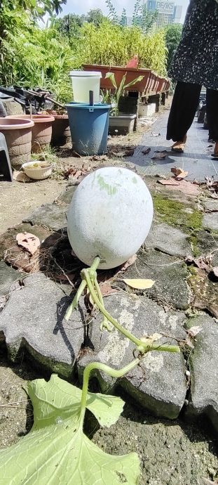 （6月5日見報）綠意盎然 | 捷運軌道下闢城市菜園 組屋居民耕耘出綠意