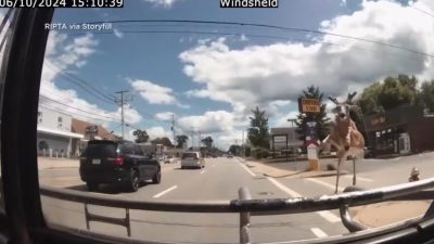 视频|野鹿撞破巴士挡风镜冲进乘客吓坏 司机继续淡定开车