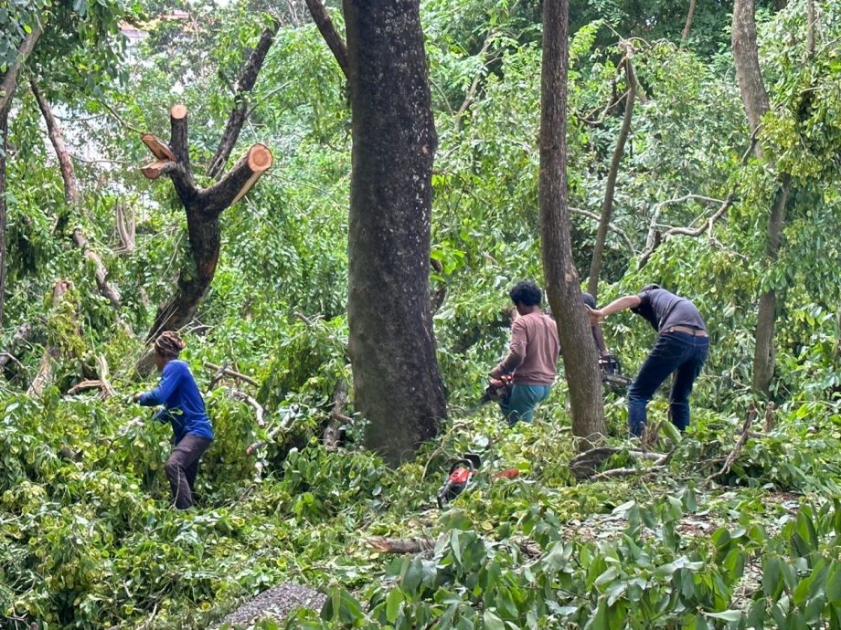 （古城封面主文）圣约翰山树木茂盛成隐忧 林朝雁促定期修剪