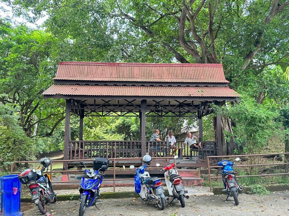 （古城封面主文）圣约翰山树木茂盛成隐忧 林朝雁促定期修剪