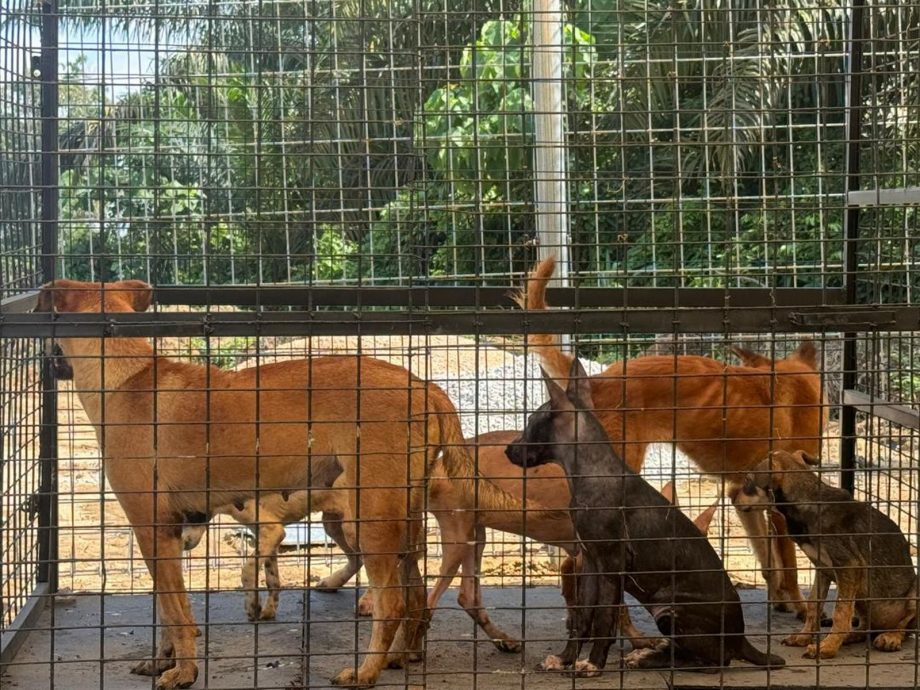 （古城版）甲動物福利協會籌辦慈善晚宴，籌募20萬令吉