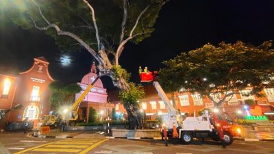 市政厅连夜封路砍伐·红屋2大树正式消失