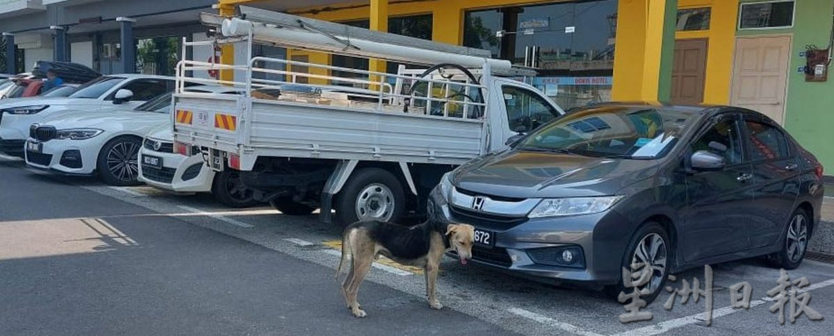 （古城第三版主文）投喂流浪猫狗或野生动物是违法的