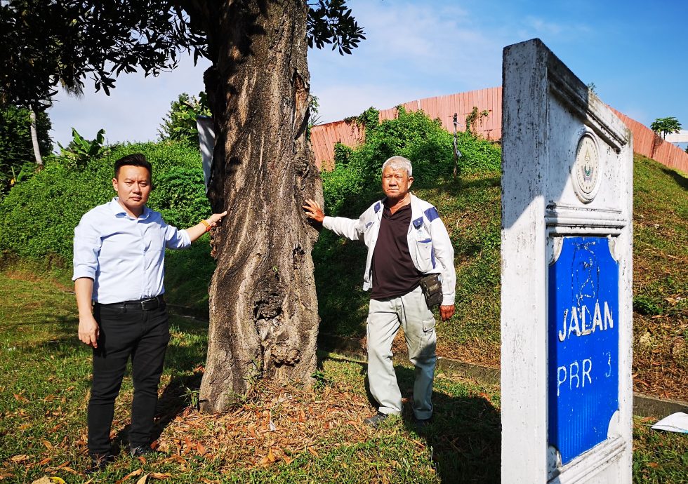 （古城第二版主文）武吉南眉工業區及鄰近花園住宅區路旁大樹威脅公眾安全