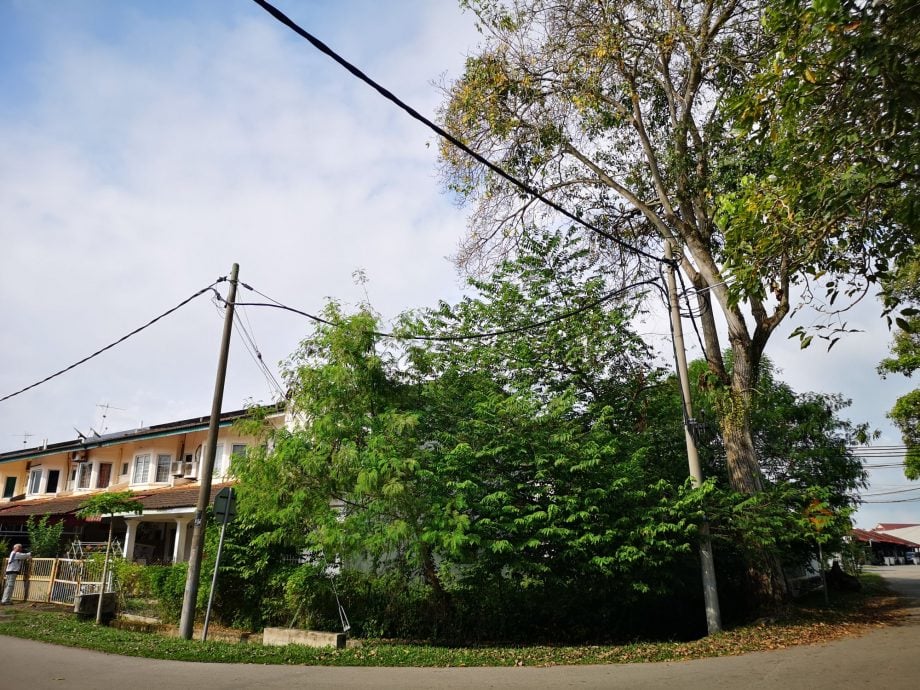 （古城第二版主文）武吉南眉工业区及邻近花园住宅区路旁大树威胁公众安全