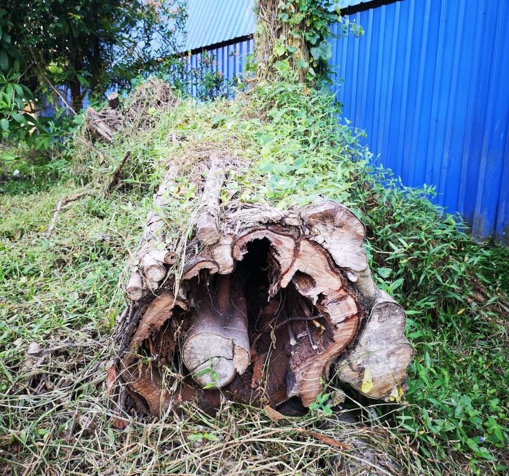 （古城第二版主文）武吉南眉工業區及鄰近花園住宅區路旁大樹威脅公眾安全