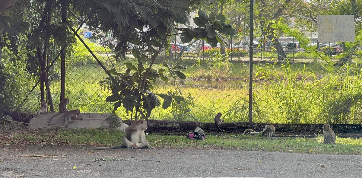 （古城第四版主文）猴子猴孫出沒 住宅花園變身猴樂園