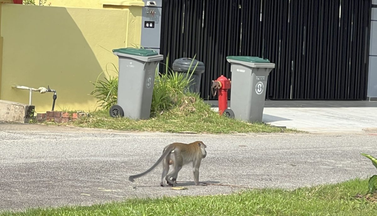 （古城第四版主文）猴子猴孫出沒 住宅花園變身猴樂園