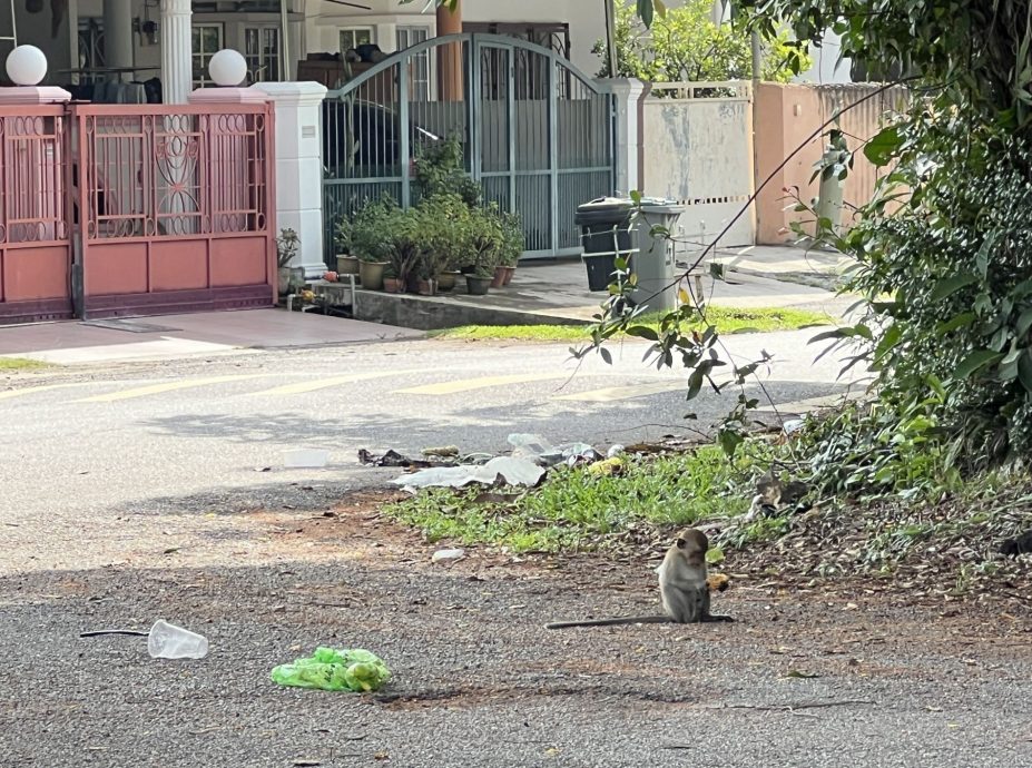 （古城第四版主文）猴子猴孙出没 住宅花园变身猴乐园