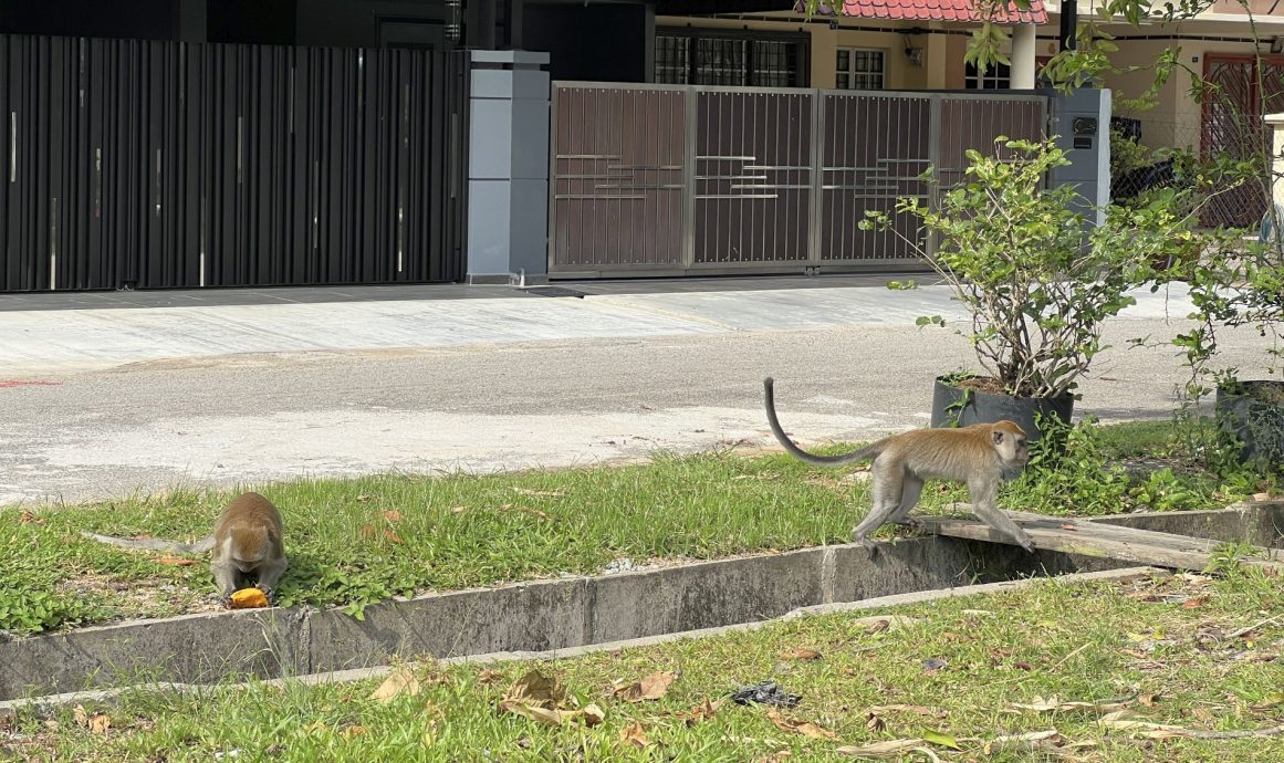 （古城第四版主文）猴子猴孫出沒 住宅花園變身猴樂園