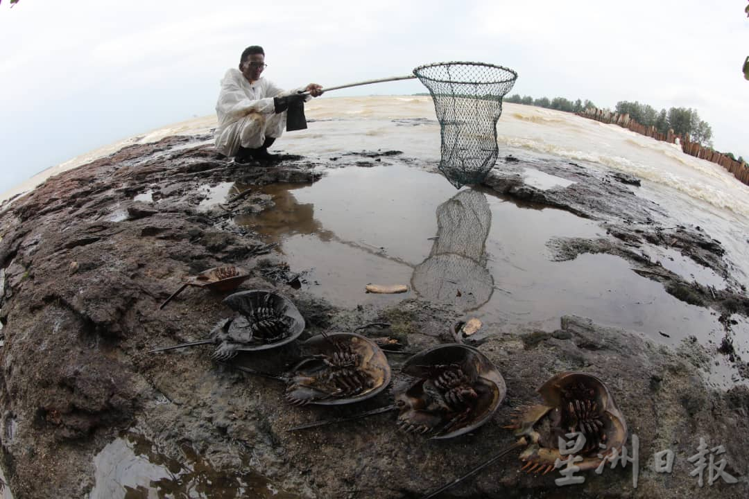 （已签发）柔：**版三**受油污事件影响 四湾岛渔民停工一周