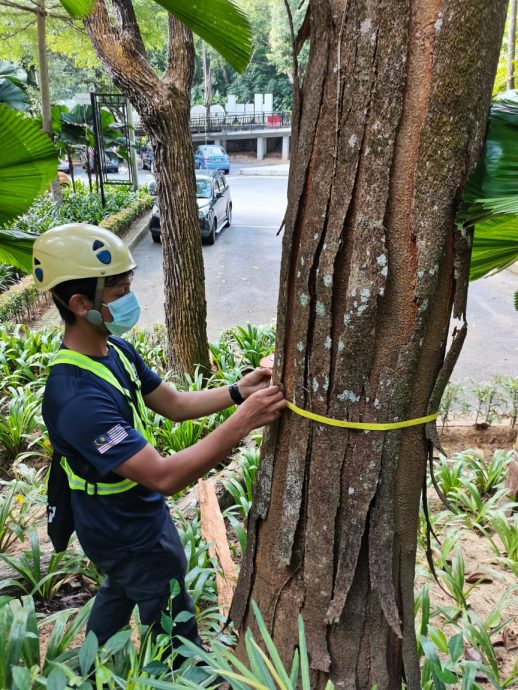 （已签发）柔：特稿：安全意识提升投诉多 树艺师肩负重任与使命