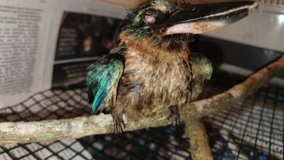 ACRES：沾油小鳥情況惡化死去 預計更多生物將受影響