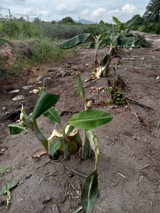 （已签发）柔：视频｜2野象入侵梁站甘榜园地 12油棕树10香蕉树遭破坏