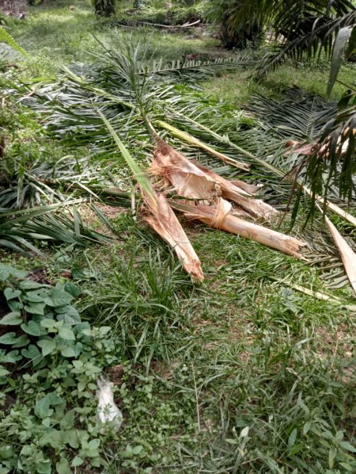 （已簽發）柔：視頻｜2野象入侵梁站甘榜園地 12油棕樹10香蕉樹遭破壞