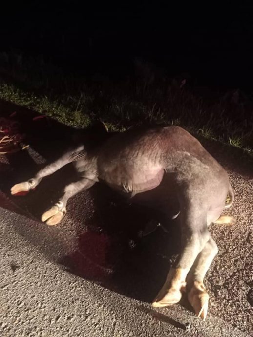 （已签发）柔：骑士昏暗道路行驶撞上水牛 人牛皆亡