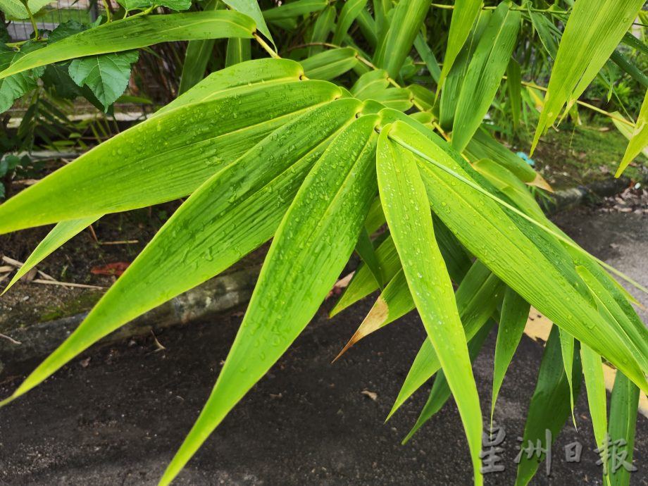 （有勞編輯簽發）柔：視頻：版四頭條：特稿： 用自家種的粽葉裹粽，環保健康，愛心滿滿