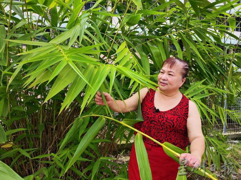 （有劳编辑签发）柔：视频：版四头条：特稿： 用自家种的粽叶裹粽，环保健康，爱心满满