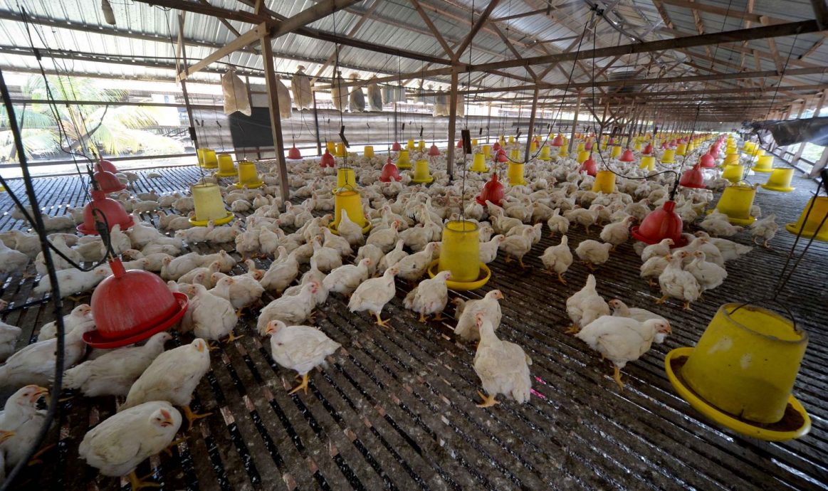 NS芙蓉/鸡蛋全面降价农场或受影响，蛋商担心市场鸡蛋短缺问题加剧