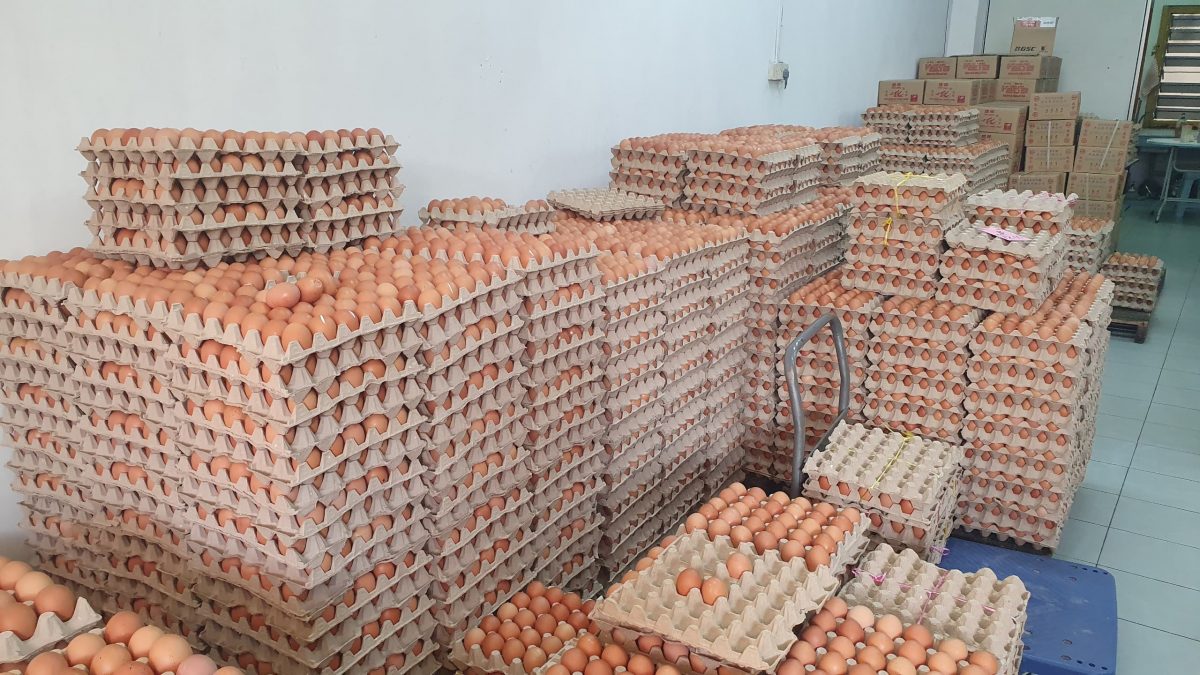 NS芙蓉/雞蛋全面降價農場或受影響，蛋商擔心市場雞蛋短缺問題加劇