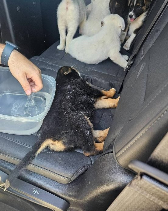 38度高温下8小狗被锁弃车  幸获警察救出 