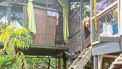 洪水袭收容所 117猫狗获救