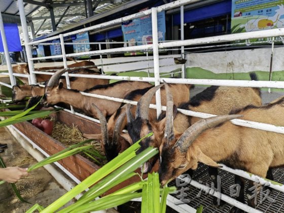 【台湾】台湾农场新体验：食农旅行，好玩又好吃