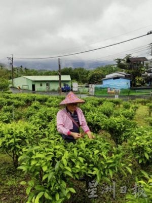 【臺灣】臺灣農場新體驗：食農旅行，好玩又好吃