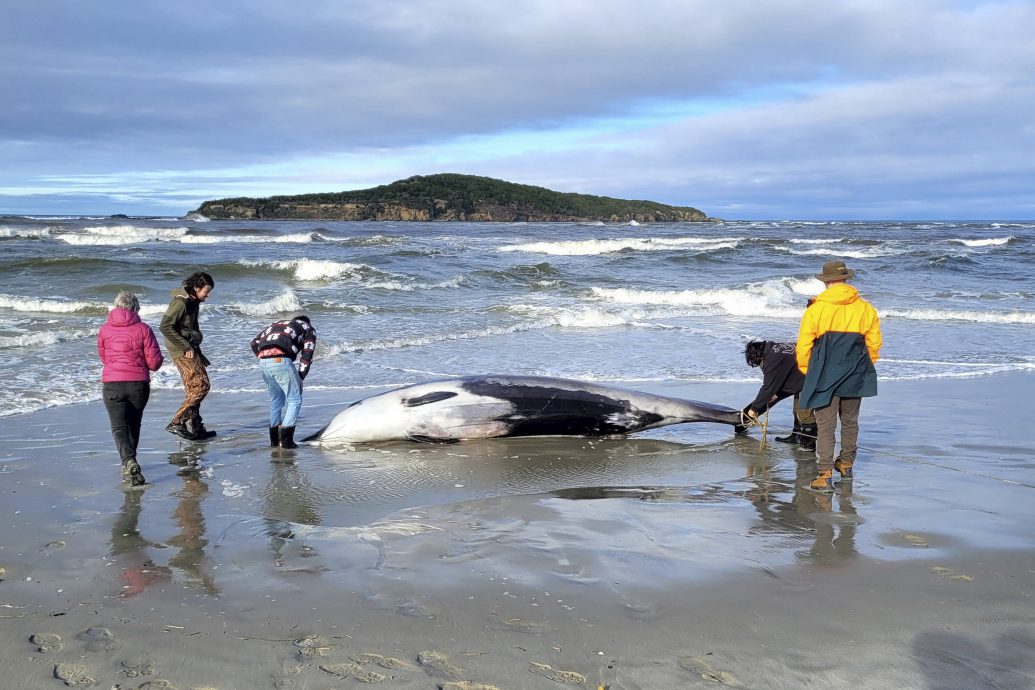 世界最稀有鯨魚 鏟齒鯨在紐西蘭海灘擱淺死亡