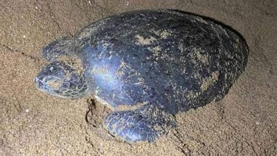 疑被沙体掩埋  产卵海龟窒息死