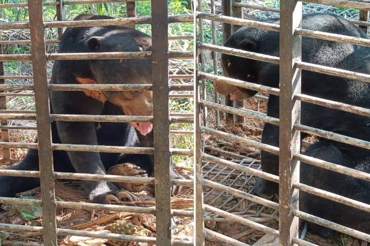 東：丹野生動物保護及國家公園局在甘榜雙溪沙丹捕獲一隻雄性馬來熊。