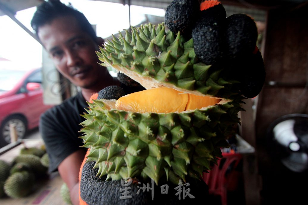 东：地方特产米昔拉青皮榴梿面市，老饕争相品尝。