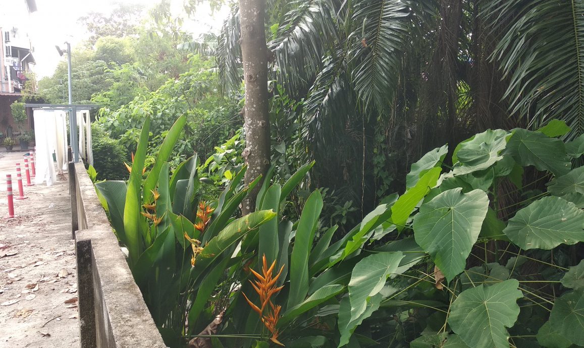 東：文德甲花園住宅區大水溝兩旁雜樹野草叢生，蛇蟲鼠蟻出沒，水溝久未疏通發出臭味